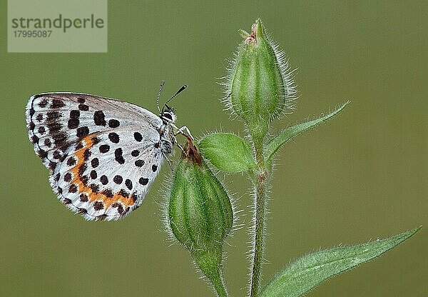 Erwachsener  karierter Blauer (Scolitantides orion)  ruht auf Knospen der Roten Lichtnelke (Silene dioica) auf einer Wiese  Cannobina-Tal  Piemont  Norditalien  Juli