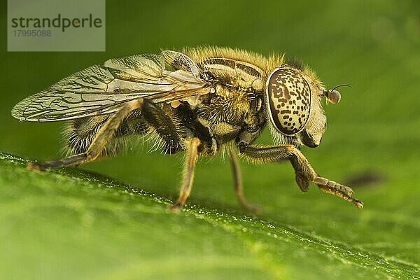 Schwarze Augenfleckschwebfliege  Matte Faulschlammschwebfliege  Schwarze Augenfleckschwebfliegen (Syrphidae)  Matte Faulschlammschwebfliegen  Andere Tiere  Insekten  Tiere  Hoverfly E