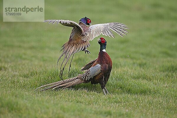 Gewöhnlicher Fasan (Phasianus colchicus) zwei erwachsene Männchen  kämpfen im Grasfeld  Suffolk  England  April