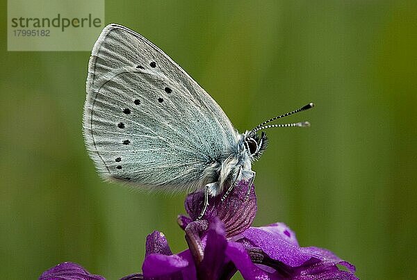 Grün-unterhalb blauer (Glaucopsyche alexis) Erwachsener  ruhend auf den Blüten (Orchis morio) der Grünflügeligen Orchidee  Halbinsel Gargano  Apulien  Italien  Europa