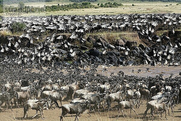 Östliche Streifengnu-Herde (Connochaetes taurinus) überquert den Mara-Fluss. Masai Mara-Nationalreservat  Kenia  Afrika