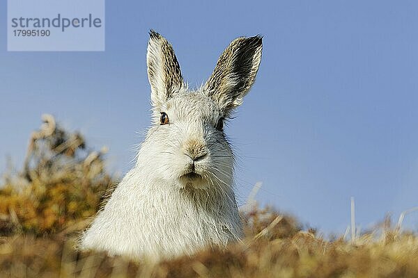 Berghase (Lepus timidus) erwachsen  im Winterfell  wachsam am Berghang  Highlands  Schottland  Februar