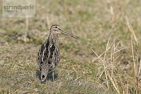 Bekassine (Gallinago gallinago) erwachsen  rufend  auf Gras stehend  Norfolk  England  März