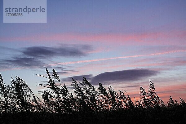 Schilfrohr (Phragmites australis)  Schilfsilhouette bei Sonnenuntergang  auf dem Gelände des ehemaligen Kohletagebaues  St. Aidans RSPB Reserve  West Yorkshire  England  November