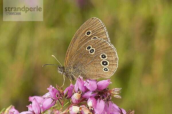 Brauner Waldvogel (Aphantopus hyperantus)  Braune Waldvoegel  Braune Waldvögel  Andere Tiere  Insekten  Schmetterlinge  Tiere  Ringlet adult  underside  resting on heather England  Großbritannien  Europa