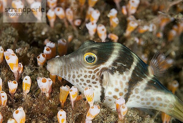 Schwarzsattel-Kugelfisch (Canthigaster valentini) adult  rastend zwischen Seescheiden (Clavelina diminuta)  Lembeh-Straße  Sulawesi  Sunda-Inseln  Indonesien  September  Asien