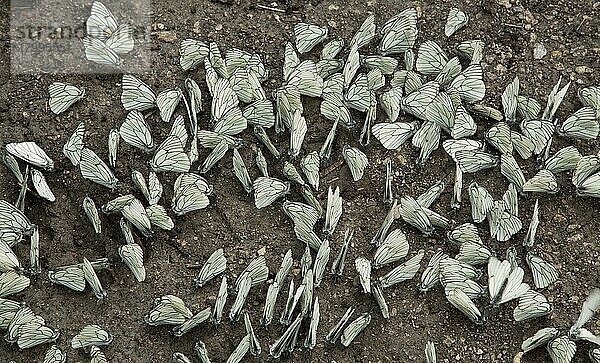 Erwachsene Erwachsene mit schwarz-weißen Aporia crataegi (Aporia crataegi)  Massen-'Schlammpfützen'  Trinken von Mineralien aus feuchtem Boden  Ecrins-Alpen  Frankreich  Juni  Europa