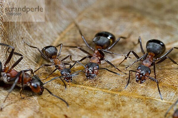 Große Rote Waldameise  Große Rote Waldameisen (Formica rufa)  Andere Tiere  Insekten  Tiere  Ameisen  Southern Wood Ant four adult workers  feeding at sugar water bait  Shropshire  England  April