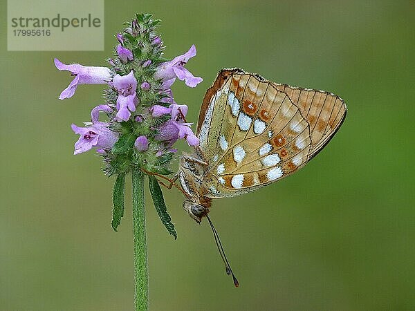 Hoher brauner Scheckenfalter (Argynnis adippe) Cleodippe-Form  erwachsen  auf dem Blütenstand von Betony (Stachys officinalis) schlafend  Cannobina-Tal  Piemont  Norditalien  Juli