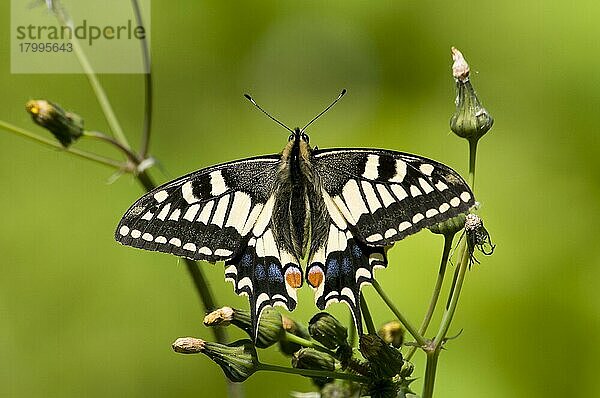 Gewöhnlicher Schwalbenschwanz (Papilio machaon britannicus) Britische Rasse  erwachsen  ruhend auf Groundel  Strumpshaw Fen RSPB Reserve  River Yare  The Broads  Norfolk  England  Juni