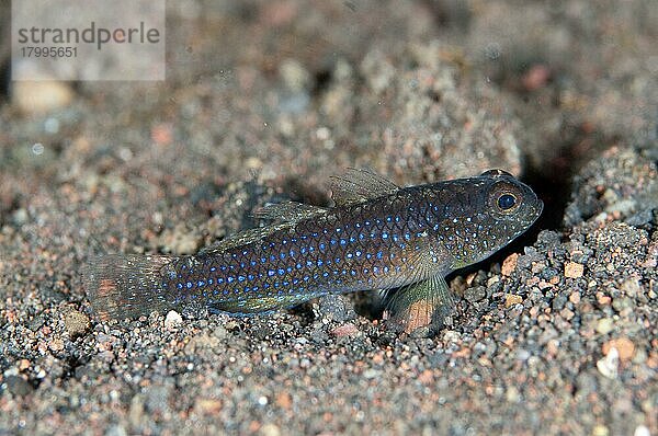 Erwachsene Schwarzfußgrundel (Asterropteryx atripes)  auf Sand ruhend  Seraya  Bali  Kleine Sunda-Inseln  Indonesien  April  Asien