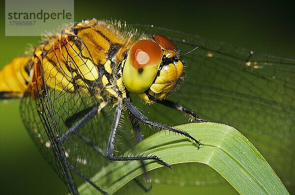 Ruddy Darter (Sympetrum sanguineum) erwachsenes Weibchen  Nahaufnahme von Kopf und Thorax  auf Schilfblatt ruhend  Elmley Marshes N. N. R. Isle of Sheppey  Kent  England  Juli