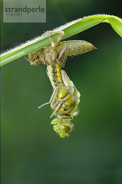 Breitbauch-Jäger (Libellula depressa)  erwachsenes Weibchen  aus der Exuvia kommend  auf dem Blatt der Gelben Schwertlilie (Iris pseudacorus) am Rand des Gartenteichs ruhend  Bentley  Suffolk  England  Mai