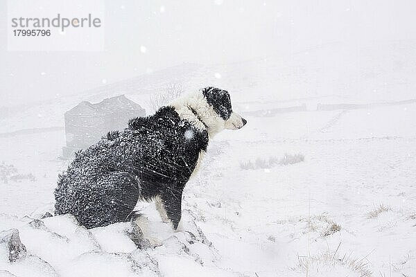 Haushund  Border Collie  arbeitender Schäferhund  erwachsen  sitzend auf schneebedeckten Hügeln während eines Schneesturms  Cumbria  England  Februar