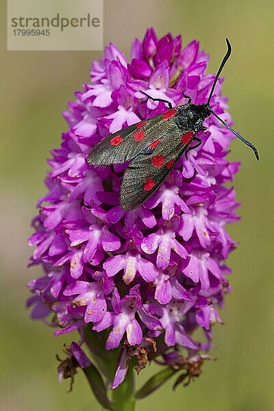 Fünf-Punkt-Brennspinner (Zygaena trifolii)  erwachsen  ruhend auf dem Blütenstachel der Pyramidenorchidee (Anacamptis pyramidalis)  auf Küstensanddünen  Cheswick  Northumberland  England  Juli