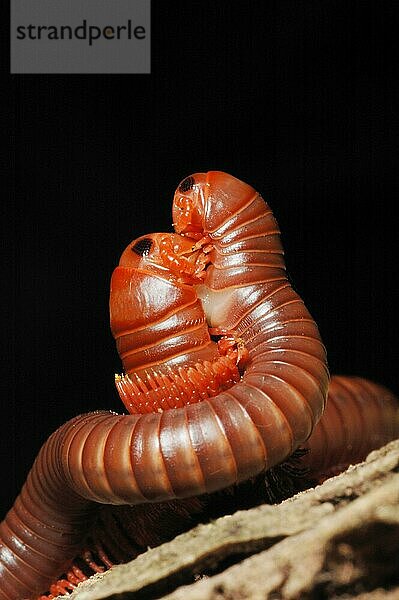 Riesenmillipede (Diplopoda sp.) erwachsenes Paar  Paarung  im tropischen Inselregenwald  Insel Koh Lanta  Südwestthailand  April