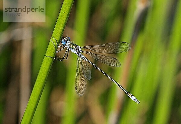 Smaragdjungfer (Lestes sponsa)  erwachsenes Männchen  ruhend auf dem Stängel des (Juncus effusus)  Norfolk  England  August