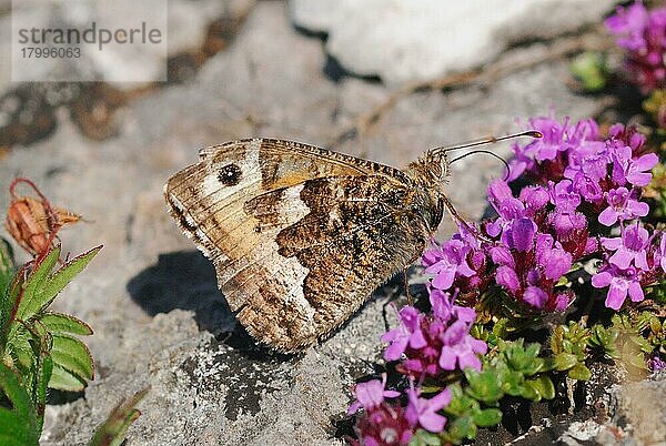 Äsche (Hipparchia semele) ausgewachsen  ernährt sich von Blüten des Wildthymians (Thymus praecox) auf der Küstenklippe  Gower Peninsula  Glamorgan  Südwales  Juni