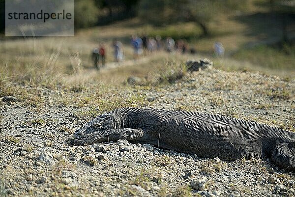 Erwachsener Komodowaran (Varanus komodoensis)  auf felsigem Boden ruhend  mit Touristen auf dem Pfad im Hintergrund  Insel Rinca  Komodo N. P. Kleine Sundainseln  Indonesien  Juli  Asien