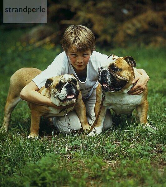 Junge mit zwei englischen Bulldoggen