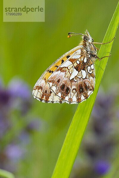 Weberscheckenfalter (Boloria dia) erwachsen  auf Gras ruhend  Col de Calzan  Ariege Pyrenäen  Midi-Pyrenäen  Frankreich  Mai  Europa