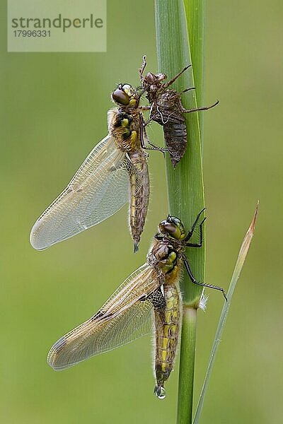 Vier-Punkt-Jäger (Libellula quadrimaculata) zwei Erwachsene  neu aufgetaucht  ein exsudierender Mekoniumtropfen aus der Abdomenspitze  neben den Exuviae auf Grashalmen ruhend  Upton  Norfolk  England  Mai