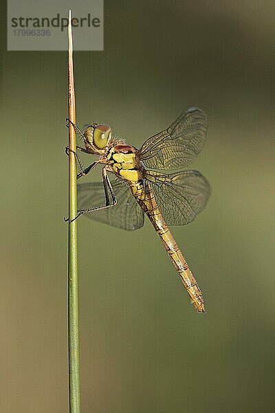 Gewöhnliche Schlangenjungfer (Sympetrum striolatum)  erwachsenes Weibchen  am Stamm ruhend  Suffolk  England  Juli