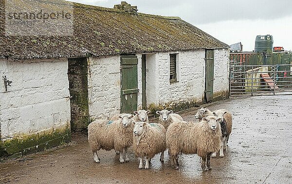 Hausschafe  Herdwick-Kreuzung  Herde steht auf dem Bauernhof neben dem traditionellen Farmgebäude  Seascale  Cumbria  England  März