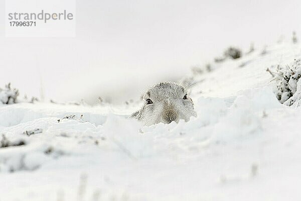 Berghase (Lepus timidus) erwachsen  im Winterfell  in Form sitzend am schneebedeckten Hang  Grampian Mountains  Highlands  Schottland  Januar