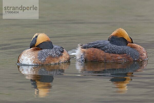 Ohrentaucher (Podiceps auritus) erwachsenes Paar  Brutgefieder  am See ruhend  Myvatn-See  Island  Mai  Europa