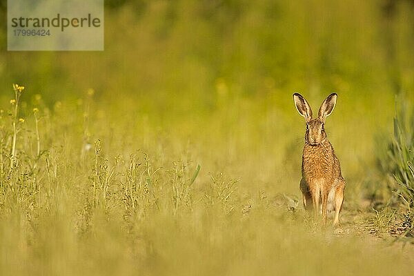 Feldhase (Lepus europaeus) erwachsen  wachsam  stehend im weißen Senfkorn  Norfolk  England  Juni