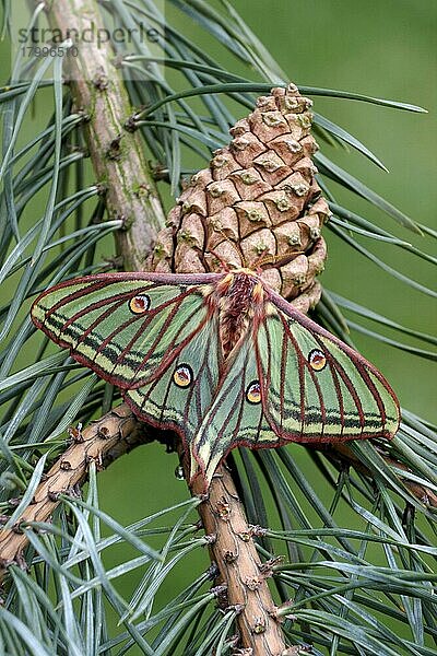 Spanischer Nachtfalter (Graellsia isabellae)  erwachsenes Weibchen  ruhend auf einem Zapfen der Waldkiefer (Pinus sylvestris)  Mai