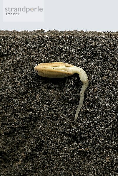 Sonnenblumensaat in der Samenschale oder im Perikarp unter der Bodenoberfläche mit sich entwickelnder Wurzel oder Keimwurzel (Serie Nummer 2)