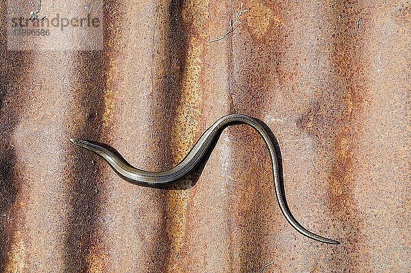 Blindschleiche (Anguis fragilis)  Erwachsene  sonnt sich auf rostigem Wellblech  Dorset  England  Sommer