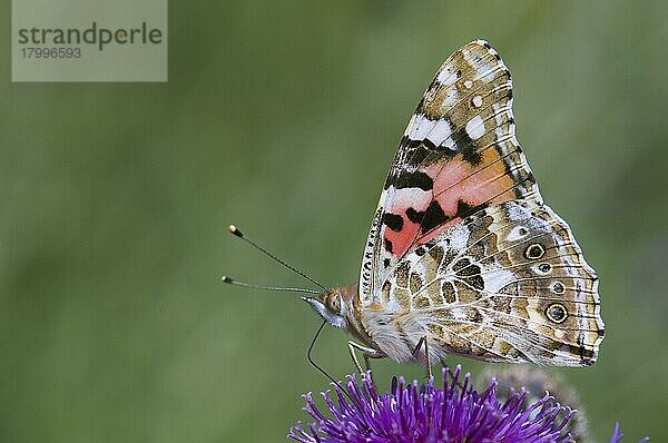 Painted Lady (Vanessa cardui) erwachsen  ernährt sich von Blumen  Kent  England  Sommer