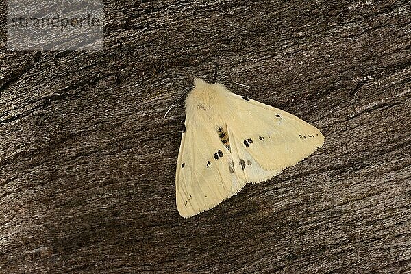 Büffelhermelin (Spilosoma luteum)  erwachsener Mann  auf Rinde ruhend  Oxfordshire  England  Juni