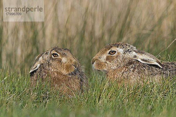 Feldhase (Lepus europaeus)  erwachsenes Paar  dicht beieinander auf Grasfeld sitzend  Suffolk  England  März