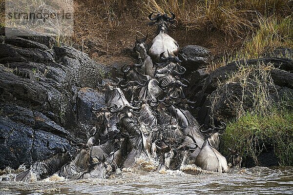 Östliche Weißbartgnu-Herde {Connochaetes taurinus} klettert nach Flussüberquerung ans Ufer. Masai Mara-Nationalreservat  Kenia  Afrika