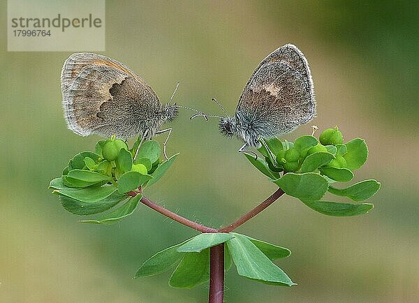 Kleines Wiesenvögelchen (Coenonympha pamphilus)  Kleiner Heufalter  Insekten  Motten  Schmetterlinge  Tiere  Andere Tiere  Small Heath two adults  roosting on euphorbia leaves  Corsica  France  May