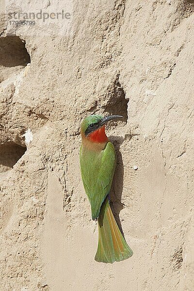 Rotkehlbienenfresser (Merops bullocki) erwachsen  am Nesthoheingang  Gambia  Februar  Afrika