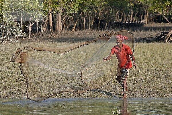 Fischer werfen Netz am Wasserrand im Mangrovenwald  Sundarbans  Ganges-Delta  Westbengalen  Indien  März  Asien