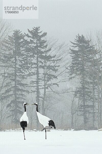 Japanischer Rotkronenkranich (Grus japonensis)  erwachsenes Paar  bei Schneefall im Schnee stehend  Hokkaido  Japan  Februar  Asien