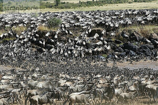 Östliche Streifengnu-Herde (Connochaetes taurinus) überquert den Mara-Fluss. Masai Mara-Nationalreservat  Kenia  Afrika