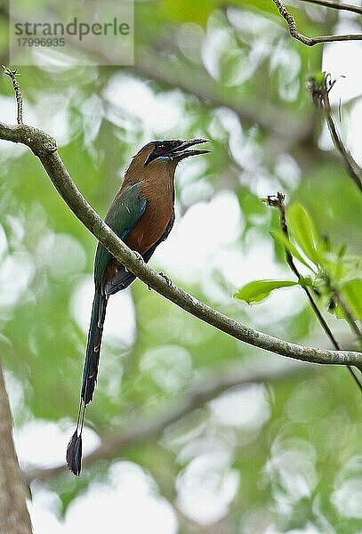 Erwachsener Keuchmotmot (Momotus subrufescens conexus)  erwachsen  mit offenem Schnabel  auf einem Ast sitzend  Darien  Panama  April  Mittelamerika