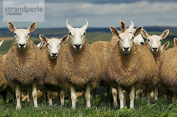 Hausschafe  Maultiere  Ringelmutterschaf x Blaugesichtiger Leicester-Schafbock  Herde  auf der Weide stehend  Grenzen  Schottland  Großbritannien  Europa