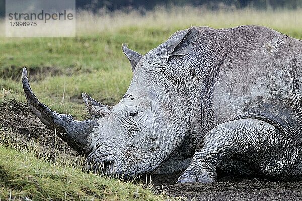 Erwachsenes Breitmaulnashorn (Ceratotherium simum)  Nahaufnahme von Kopf und Vorderbein  auf Schlamm ruhend  Lake Nakuru N. P. Great Rift Valley  Kenia  Oktober  Afrika