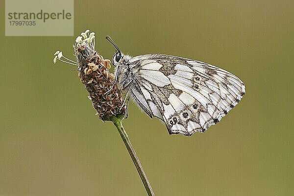 Schachbrett (Melanargia galathea)  Damenbrett (Nymphalidae)  Andere Tiere  Insekten  Schmetterlinge  Tiere  Marbled White adult  resting on flowerhead  Warwickshire  England  july