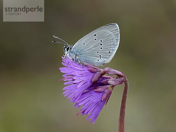 Osiris Blau (Cupido osiris)  erwachsenes Männchen  auf der Schneeglöckchenblüte (Soldanella Alpina) in einer Hochgebirgswiese schlafend  Italienische Alpen  Juni