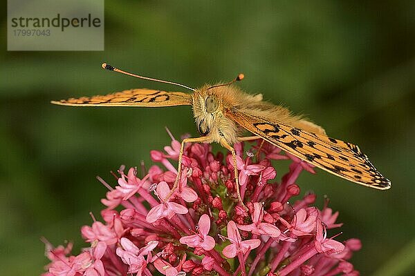 Erwachsener dunkelgrüner Scheckenfalter (Argynnis aglaja)  auf roten Baldrianblüten (Centranthus ruber) ruhend  Oxfordshire  England  Juli