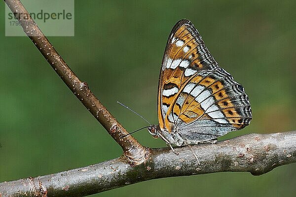 Pappel Admiral (Limenitis populi) erwachsener Mann  männlich  Unterseite  auf dem Zweig der Europäischen Aspe (Populus tremula) ruhend  Italienische Alpen  Italien  Juli  Europa